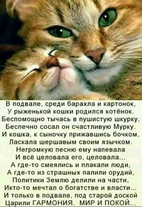 _ В подвале среди барахпа и потолок У рыженькой кошки родился котёнок Беспомощио тычась в пушистую шкурку Беспечно сосал он счастливую Мурку И кошка к сыночку прижавшись бочком Паскала шершавым своим язычком Негромкую песню ему напевапа И всё целовала это целовала А где то смеялись и плакали люди А гдедто из страшных папипи орудий Политики Землю делили на части Икто то мечтал богатстве и власти И 