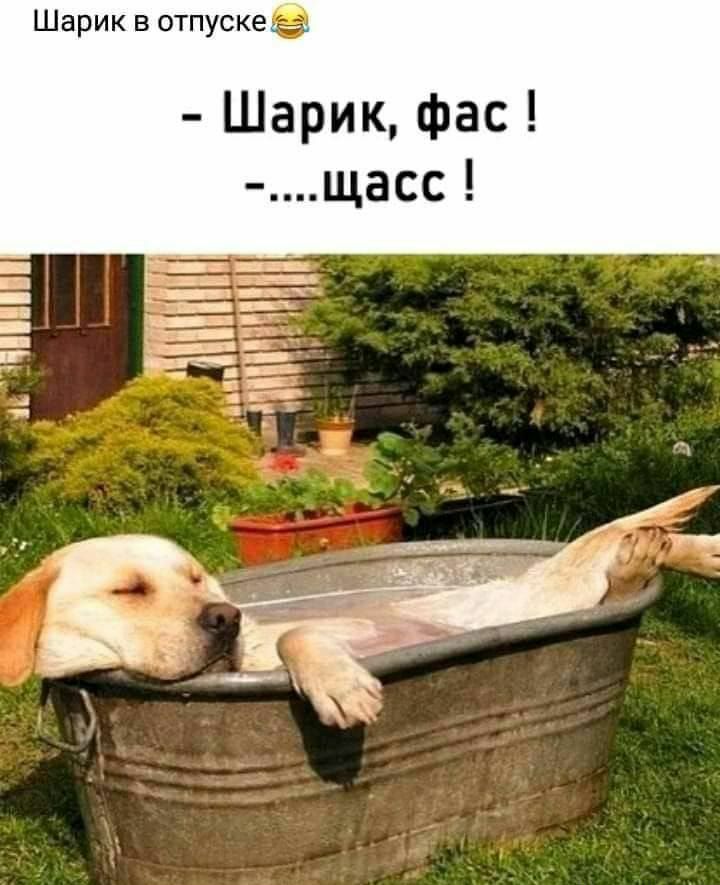 Шарик в отпуске Шарик фас