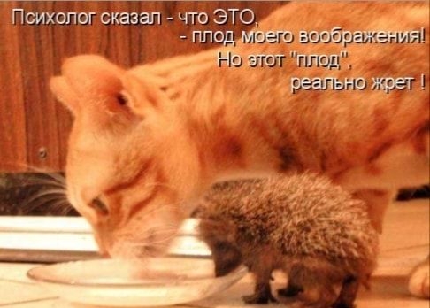 Ёихолог азЁЛЁтЪЗтЁ ппо вопйраі и _ тт при _ реапъно жрет Ён