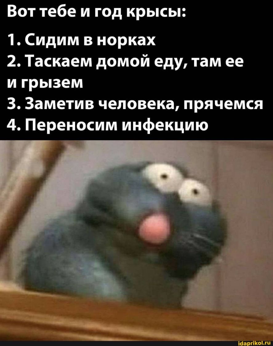Вот тебе и год крысы 1 Сидим в норках 2 Таскаем домой еду там ее и грызем 3 Заметив человека прячемся 4 Переносим инфекцию