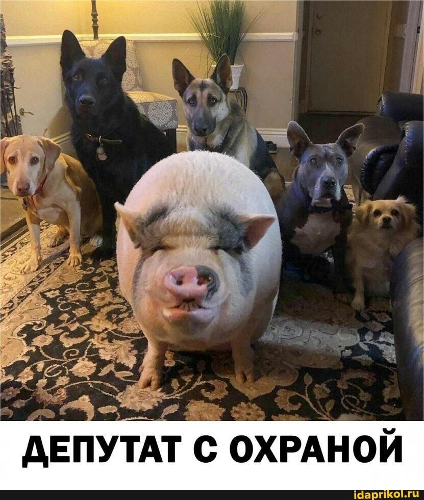 дЕПУТАТ с ОХРАНОЙ