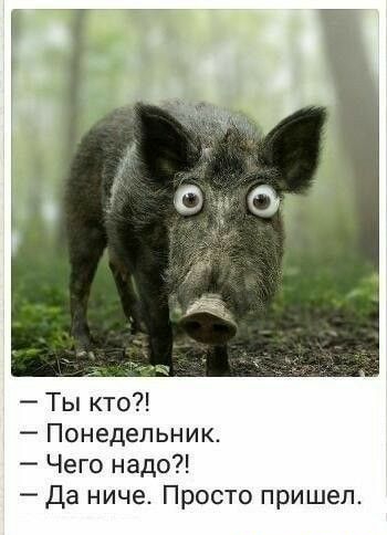 Ты кто Понедельник Чего надо Да ниче Просто пришел