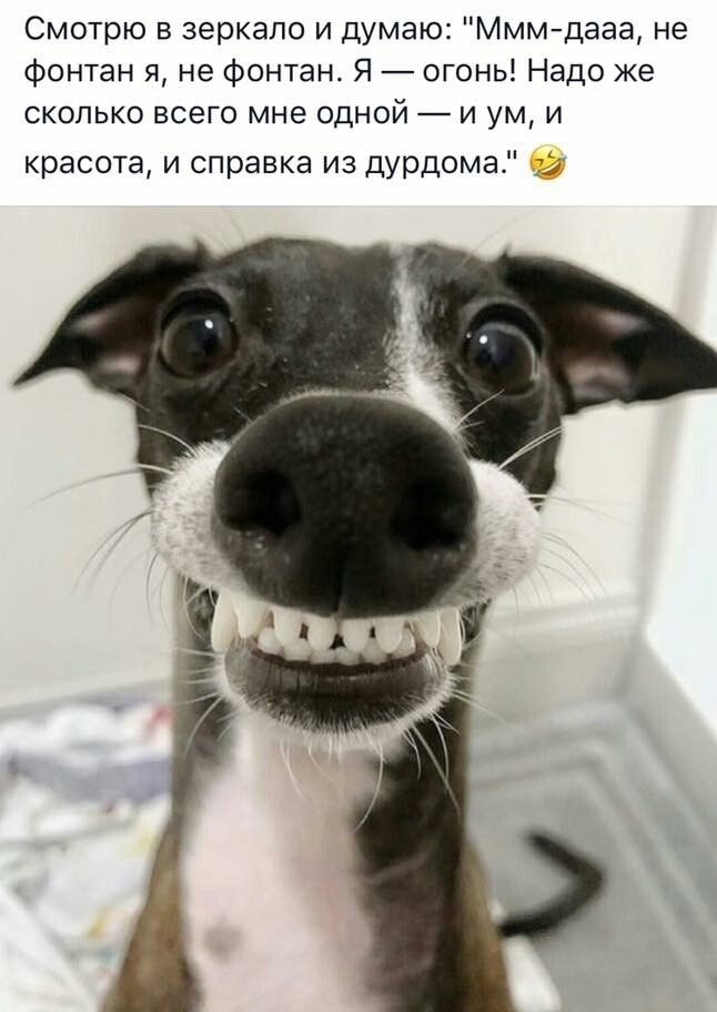 Смотрю в зеркало и думаю Мммдааа не фонтан я не фонтан Я огонь Надо же сколько всего мне одной и ум и красота и справка из дурдома