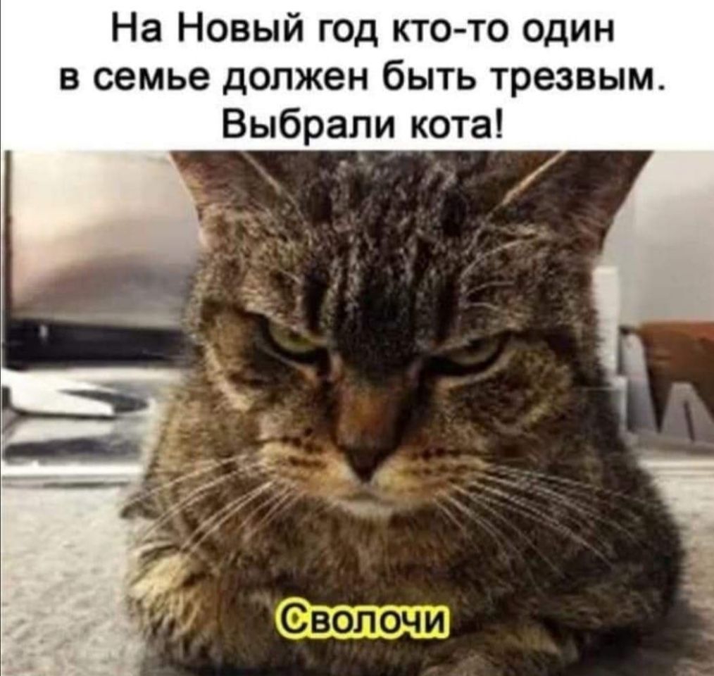 На Новый год кто то один в семье должен быть трезвым Выбрали кота