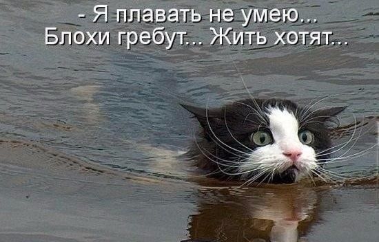 _Яа4паватьн Бпохи гребуг Жишочгящ