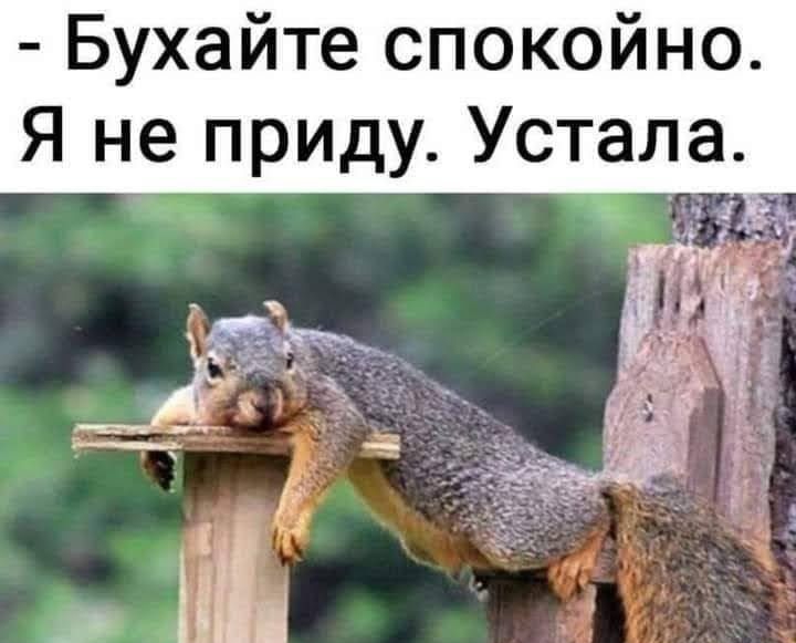 Бухайте спокойно Я не приду Устала