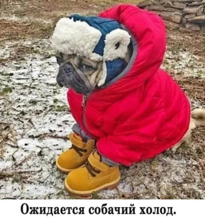 Ожидается собачий холод