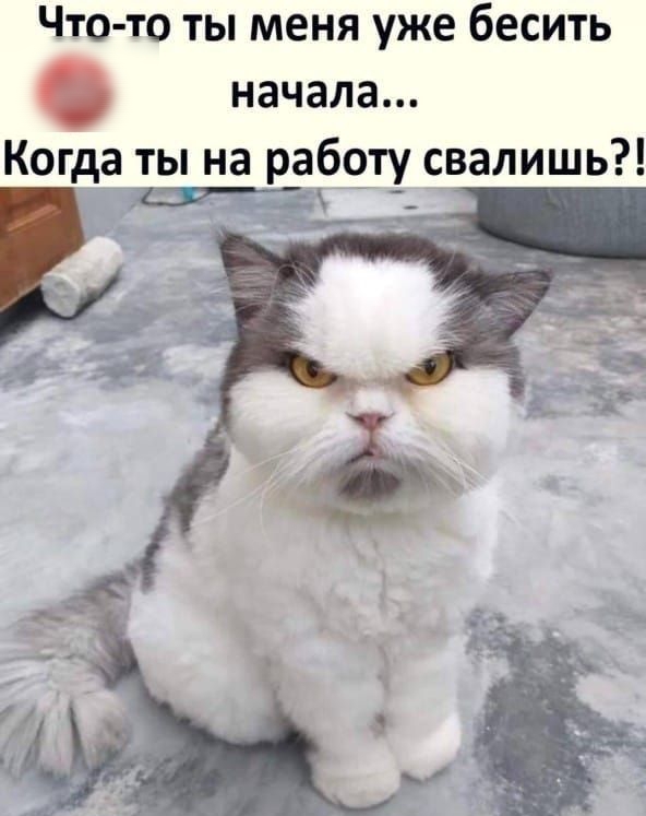 ЧТО ТО ТЫ МЕНЯ уже бЕСИТЬ начала Когда ты на работу свалишь