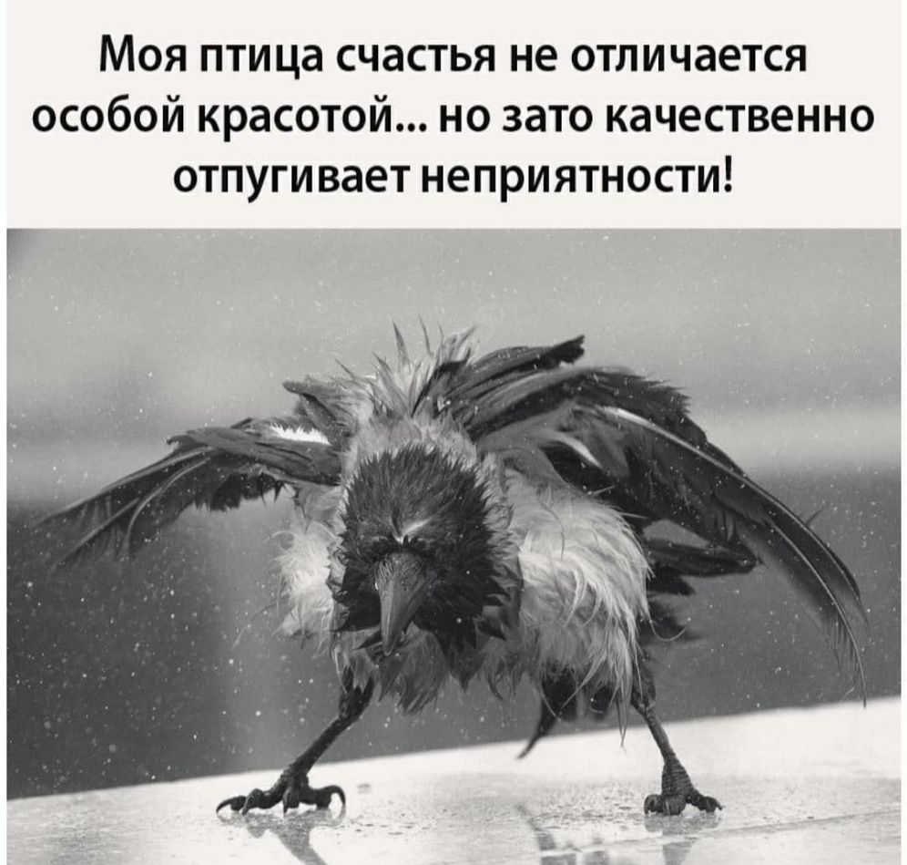МОЯ ПТИЦЭ СЧдСТЬЯ НЕ ОТЛИЧЭЕТСЯ ОСОбОЙ КРЗСОТОЙ НО ЗЗТО качественно ОТПУГИВЭЕТ НЕПРИЯТНОСТИ