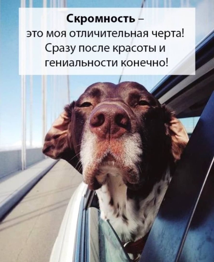 1 Скромность это моя отличительная черта Сразу после красоты и гениальности конечно