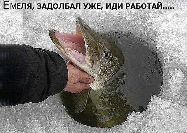 Емеля ЗАДОЛБАЛ уже иди РАБОТАЙ