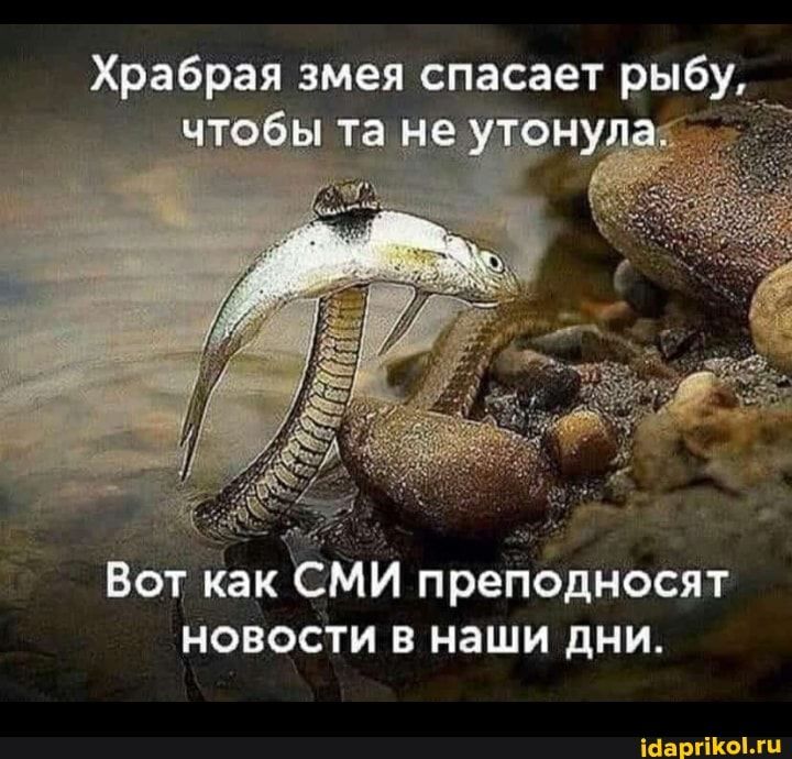 Храбрая змея спасает рыбу Вот как СМИ преподносят новости в наши дни