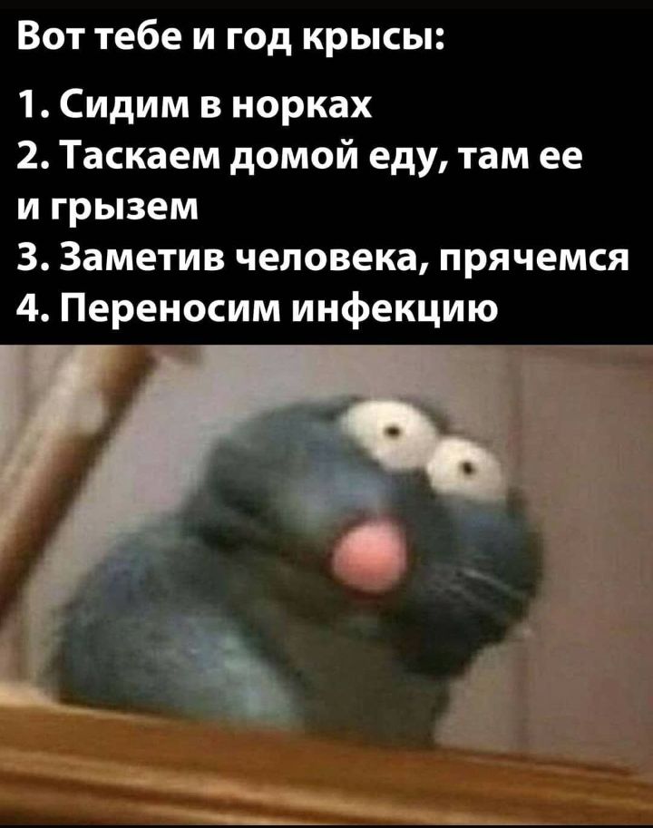Вот тебе и год крысы 1 Сидим в норках 2 Таскаем домой еду там ее и грызем 3 Заметив человека прячемся 4 Переносим инфекцию