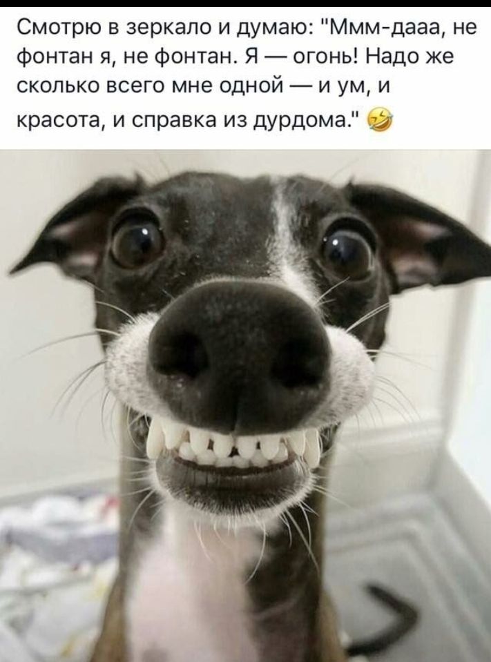 Смотрю в зеркало и думаю Мммдааа не фонтан я не Фонтан Я огонь Надо же сколько всего мне одной и ум и красота и справка из дурдома