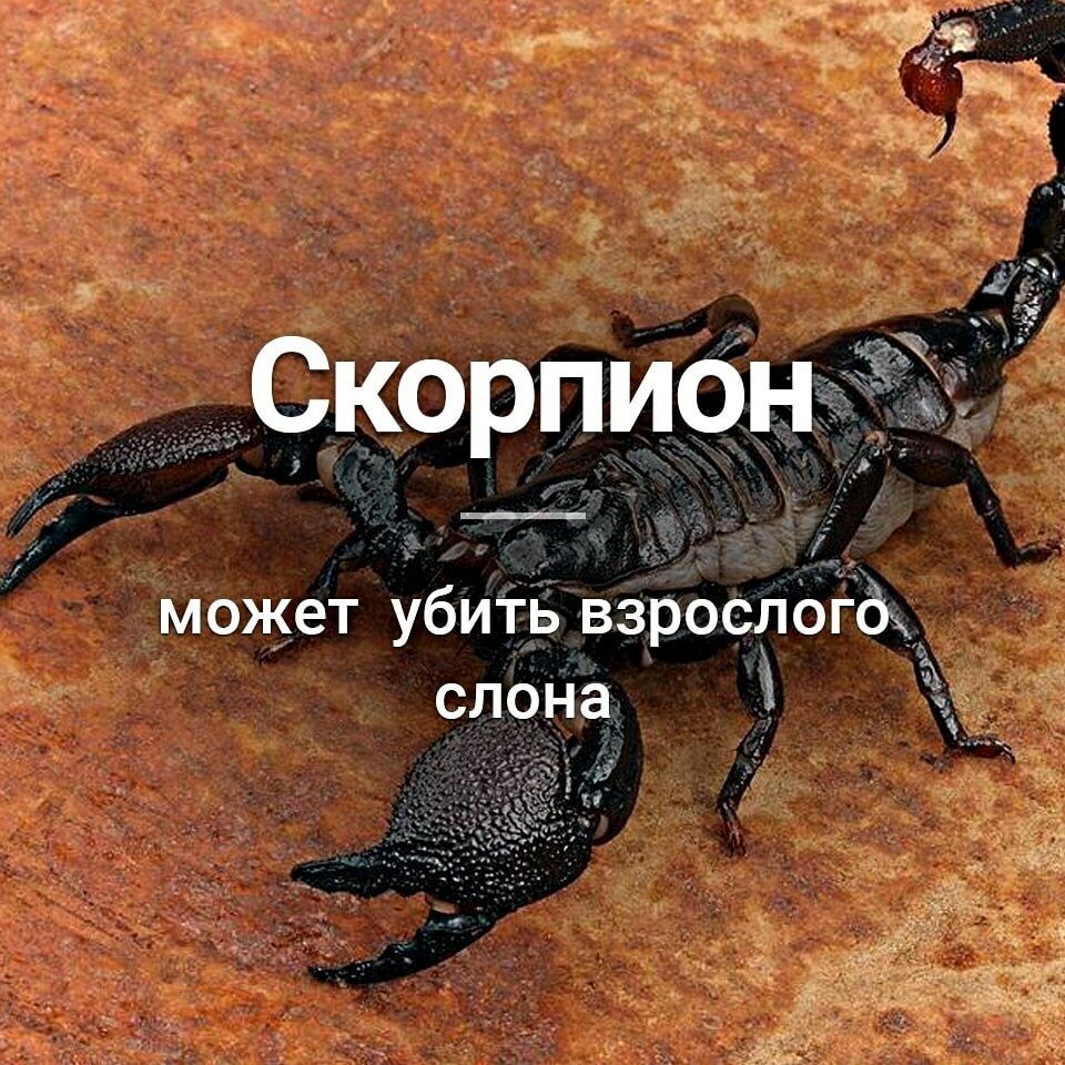может Убить взросдогдт Ч