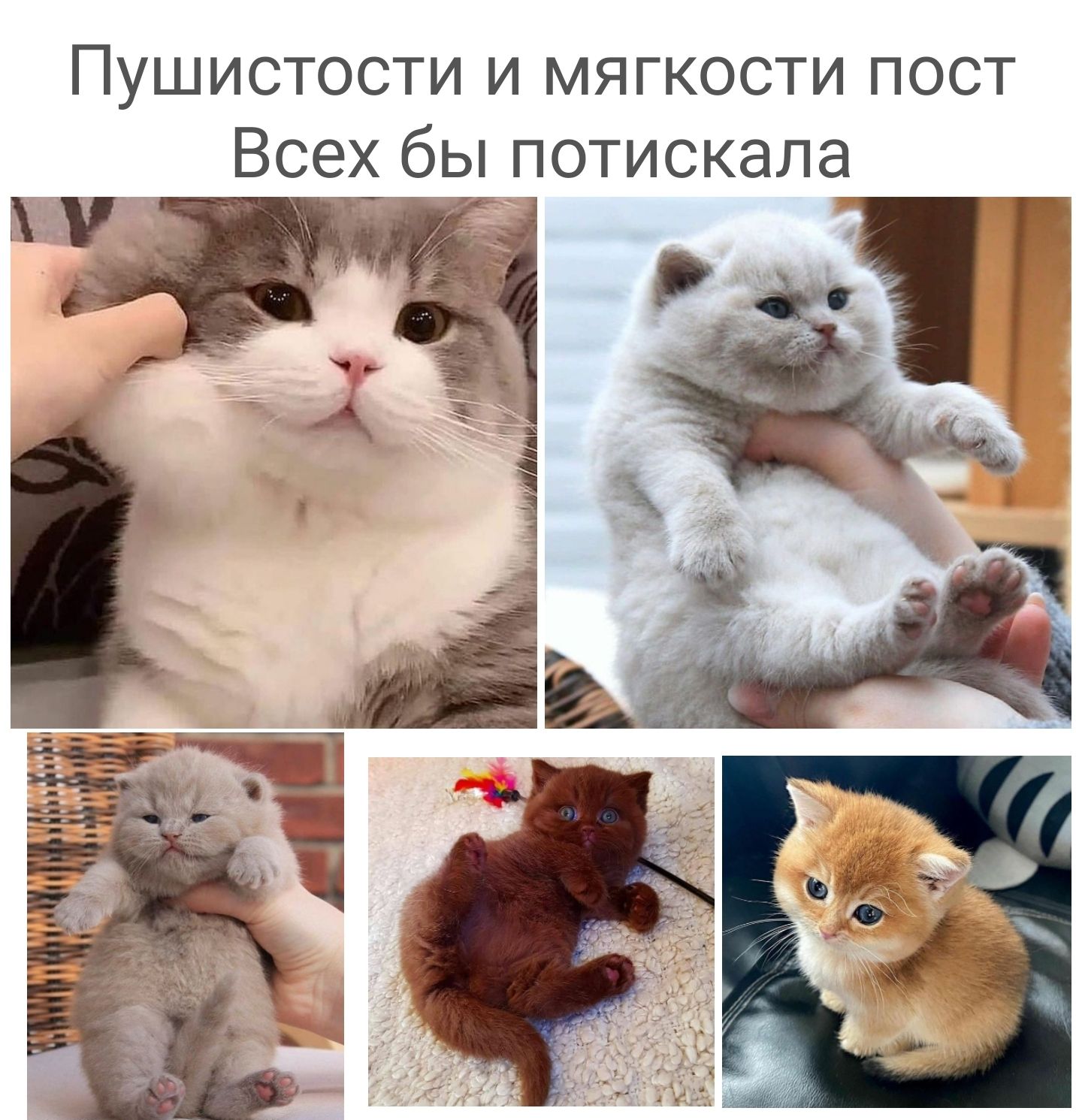 Пушистости и мягкости ПОСТ всех бы потискала мг