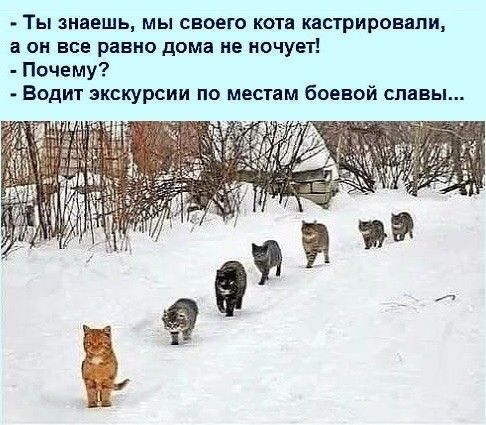 Ты знаешь мы своего котя кастрироввпи а он все равно дома не ночуей Почему Водит экскурсии по местам боевой славы