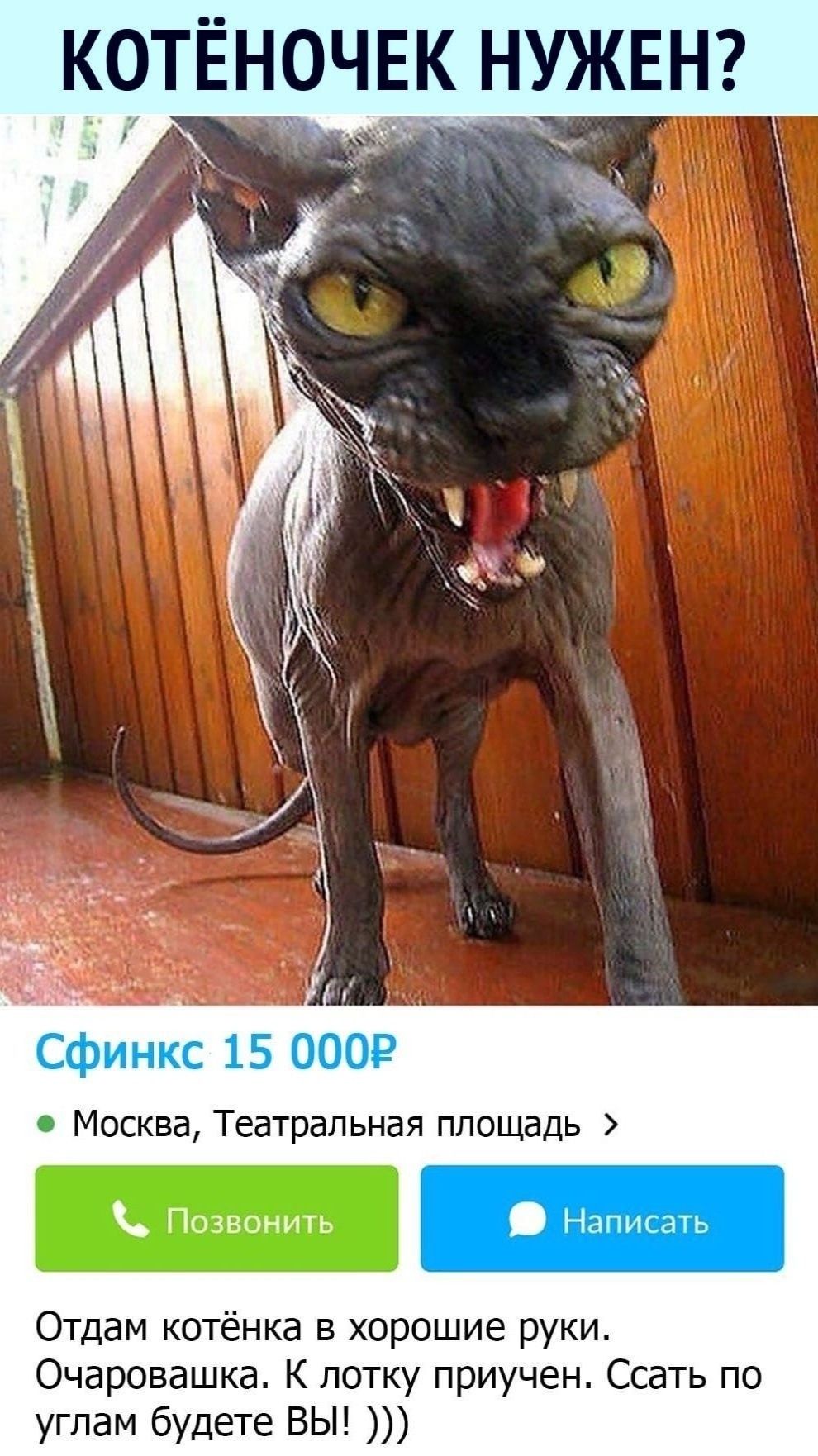 Кот страшный юмор