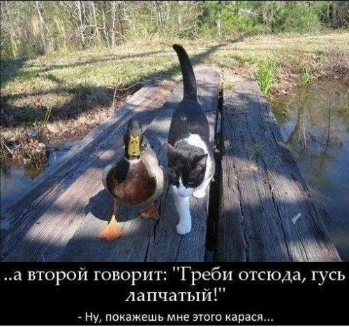 а второй говорит Греби отсюда гусь лапчатый Ну покажешь мне этого карася