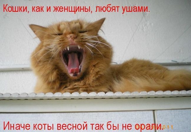 Иначе коты весной так бы не Фра и