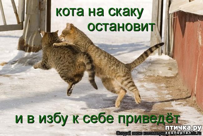 кота на скаку остановит Ц