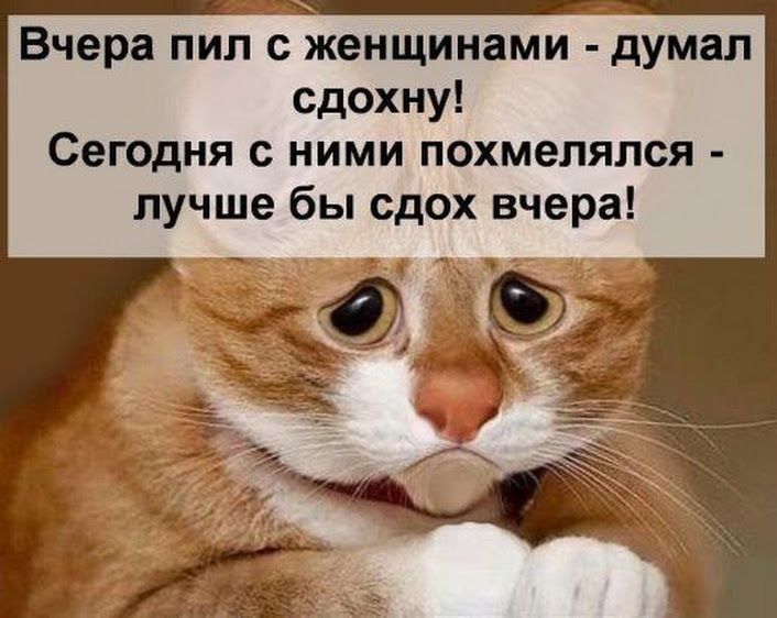 Вчера пил с женщинами думал сдохну Сегодня с ними похмелялся лучше бы сдох вчера