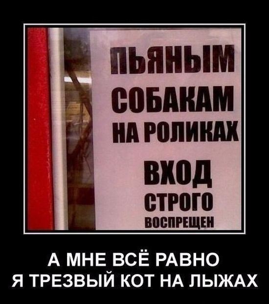 вход строю А мнв_всЁ РАВНО я ТРЕзвыи кот НА ЛЫЖАХ