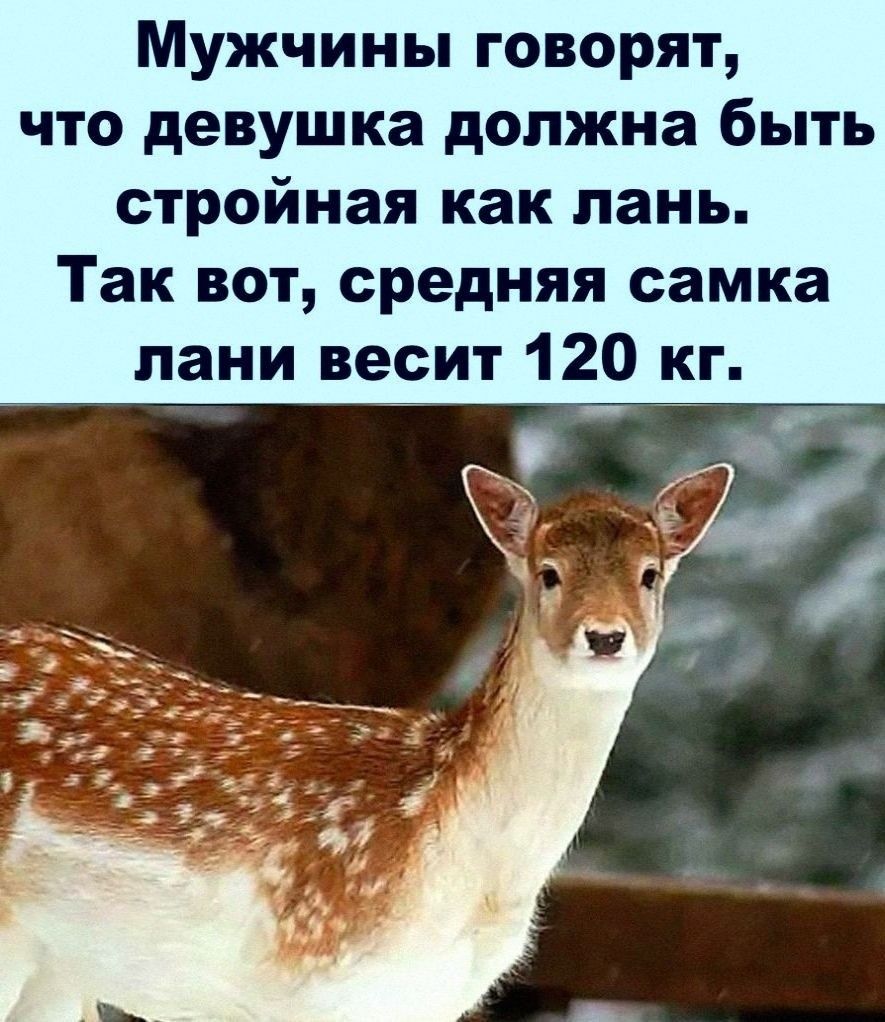 Мужчины говорят что девушка должна быть стройная как лань Так вот средняя самка пани весит 120 кг _ Ё
