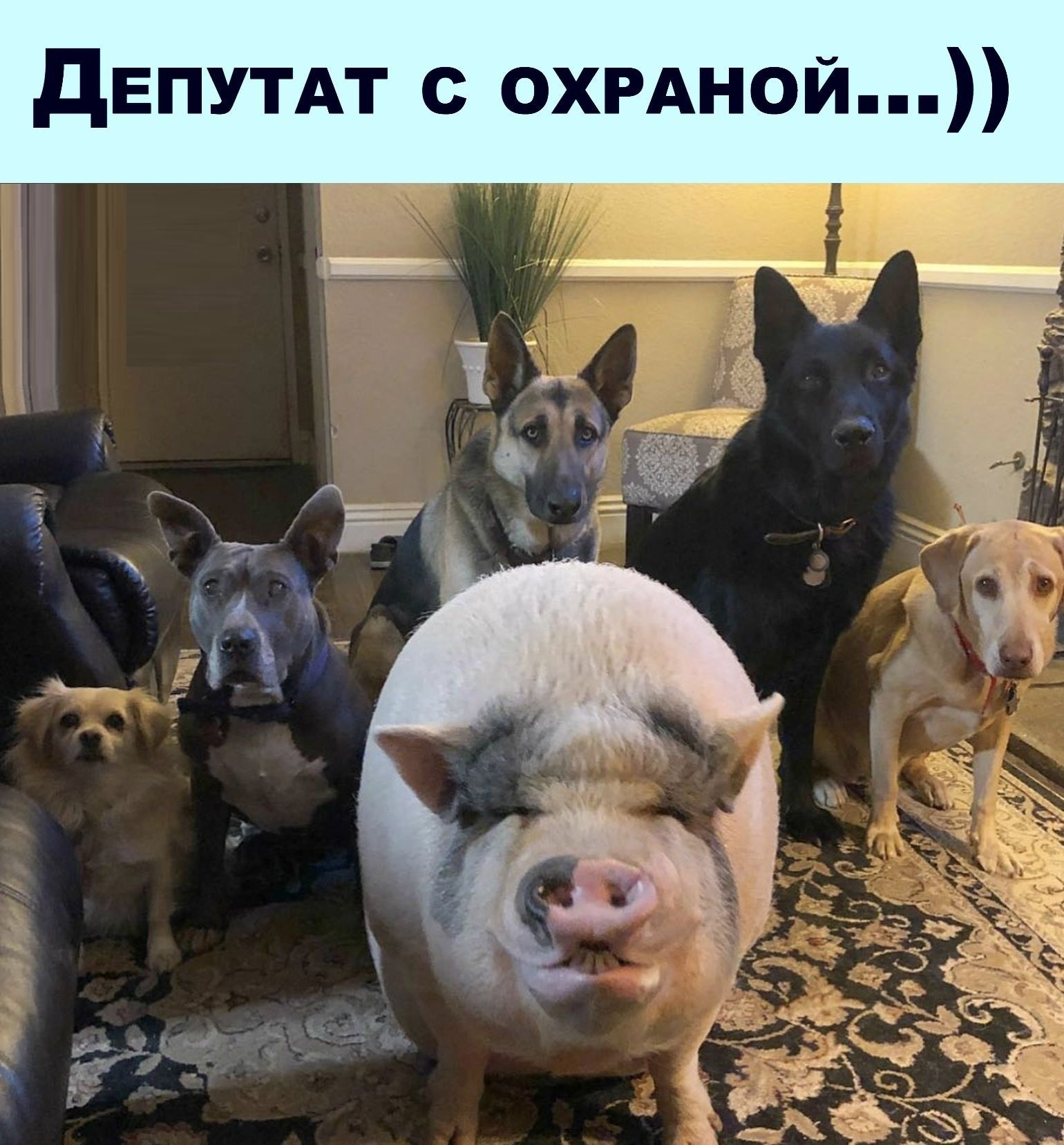 дЕПУТАТ с охрдной