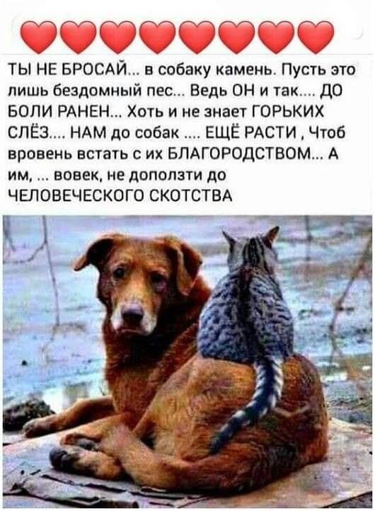 ТЫ НЕ БРОСАЙ в собаку камень Пусть это лишь бездомный пес Ведь ОН и так до БОЛИ РАНЕН Хоть и не знает ГОРЬКИХ СПЁ3 НАМ до собак ЕЩЁ РАСТИ Чтоб вровень всуать с их БЛАГОРОДСТВОМ А им вовек не доползти до ЧЕЛОВЕЧЕСКОГО СКОТСТВА