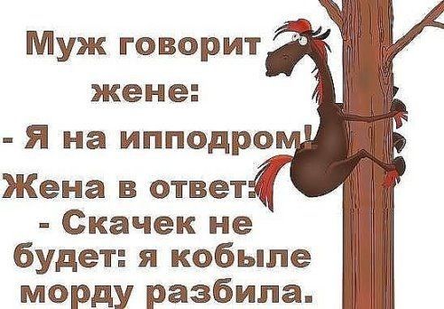 Муж говорит жене Я на ипподро Жена в ответ В Скачек не будет я кобыле морду разбила