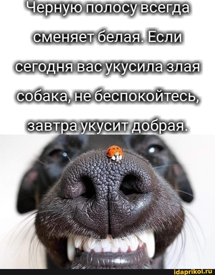 Черную полосу всегда сменяет белаяЗэіш сегодня вас укусила злая собака не беспокойтесь