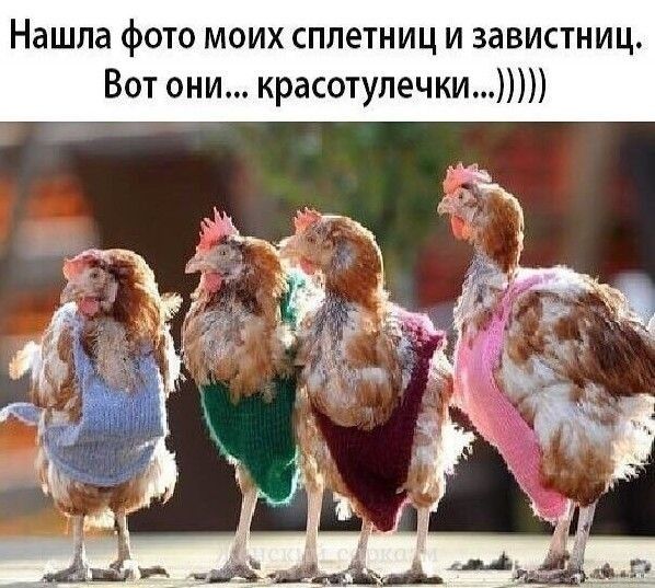 Нашла фото моих сплетниц и завистниц Вот они красотулечки