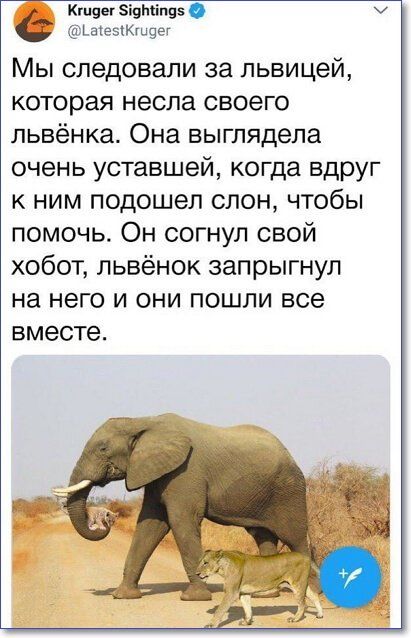 Кшвег Зіпміппі ЬагеЫКшуег Мы следовали за пьвицей которая несла своего львёнка Она выглядела очень уставшей когда вдруг к ним подошел слон чтобы помочь Он согнул свой хобот львёнок запрыгнул на него и они пошли все вместе
