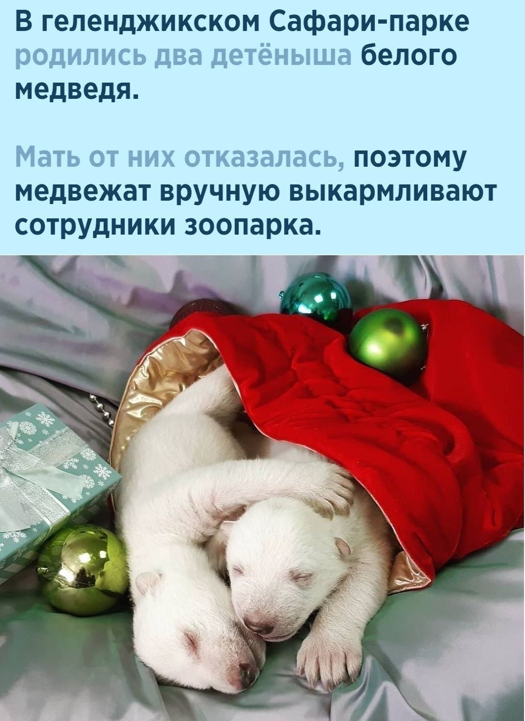 В геленджикском Сафари парке родились два детёныша белого медведя Мать ОТ НИХ ОТКдЗЭЛдСЬ ПОЭТОМУ медвежат ВРУЧНУЮ ВЫКЗРМЛИВЭЮТ СОТРУДНИКИ зоопарка