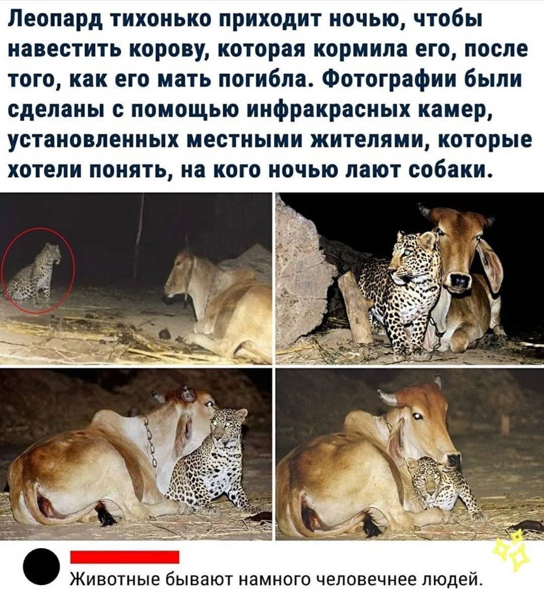 Леопард тихонько приходит ночью чтобы навестить корову которая кормила его после того как его мать погибла Фотографии были сделаны с помощью инфракрасных камер установленных местными жителями которые хотели понять на кого ночью лают собаки ЖИВОТНЫЕ бЫВЗЮТ НЭМНОГО ЧВЛОВЕЧНЕЕ людей