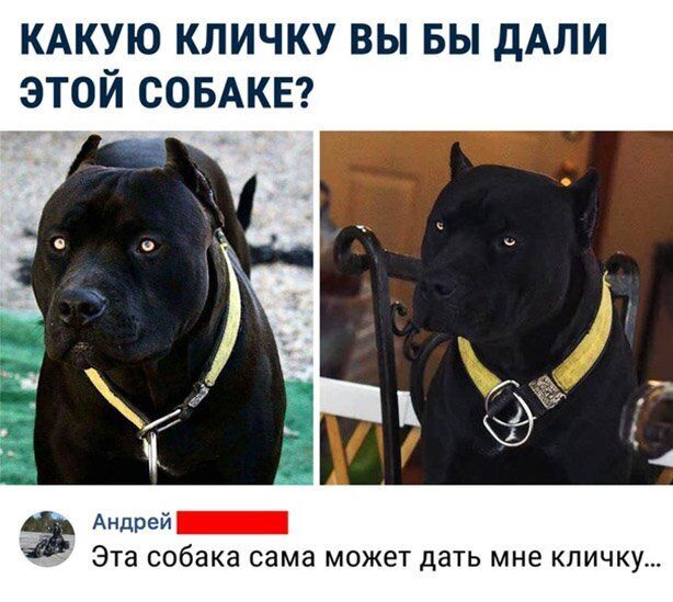 КАКУЮ кличку вы вы дАЛИ этой СОБАКЕ Андрей Эта собака сама может дать мне кличку