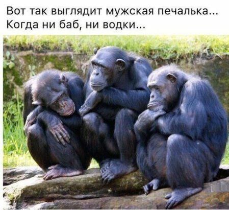 Вот так выглядит мужская печапька Когда ни баб ни водки