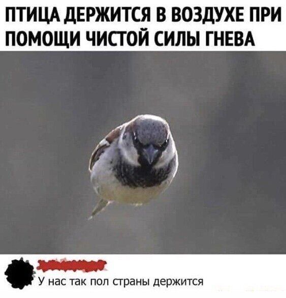 ПТИЦА дЕРЖИТСЯ В ВОЗДУХЕ ПРИ ПОМОЩИ ЧИСТОЙ СИЛЫ ГНЕВА У НВС ТЗК ПОЛ сграны держится