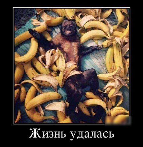 Жизнь удалась