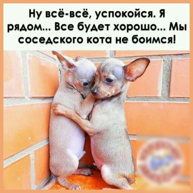 Ну всё всё успокойся Я рядом Все будет хорошо Мы соседского кото не боимся