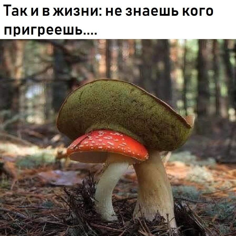 Так И ВЖИЗНИ не знаешь КОГО пригреешь