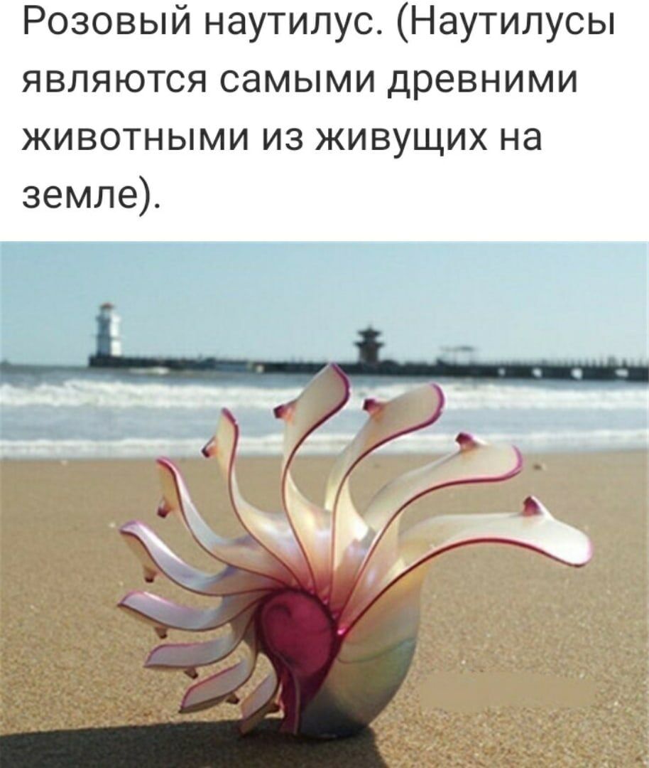 Розовый наутилус Наутилусы являются самыми древними животными из живущих на