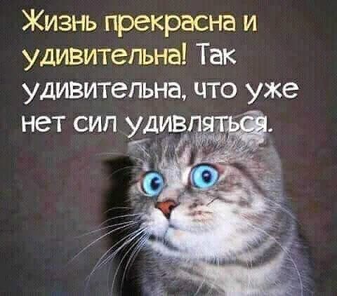 Жизнь прекрасна и удивительна Так удивительна что уже нет сип удивп