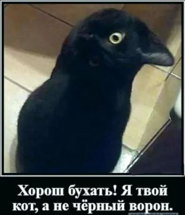 Хорош бухать Я твой кот а не чёрный 591195