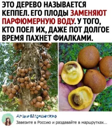 ЭТО дЕРЕВО НАЗЫВАЕТСЯ КЕППЕЛ ЕГО ПЛОДЫ ЗАМЕНЯЮТ ПАРФЮМЕРНУЮ ВОдУ У ТОГО КТО ПОЕЛ ИХдАЖЕ ПОТ ДОЛГОЕ РРЕМЯ ПАХНЕТ ФИАЛКАМИ гАш4_ч тэ
