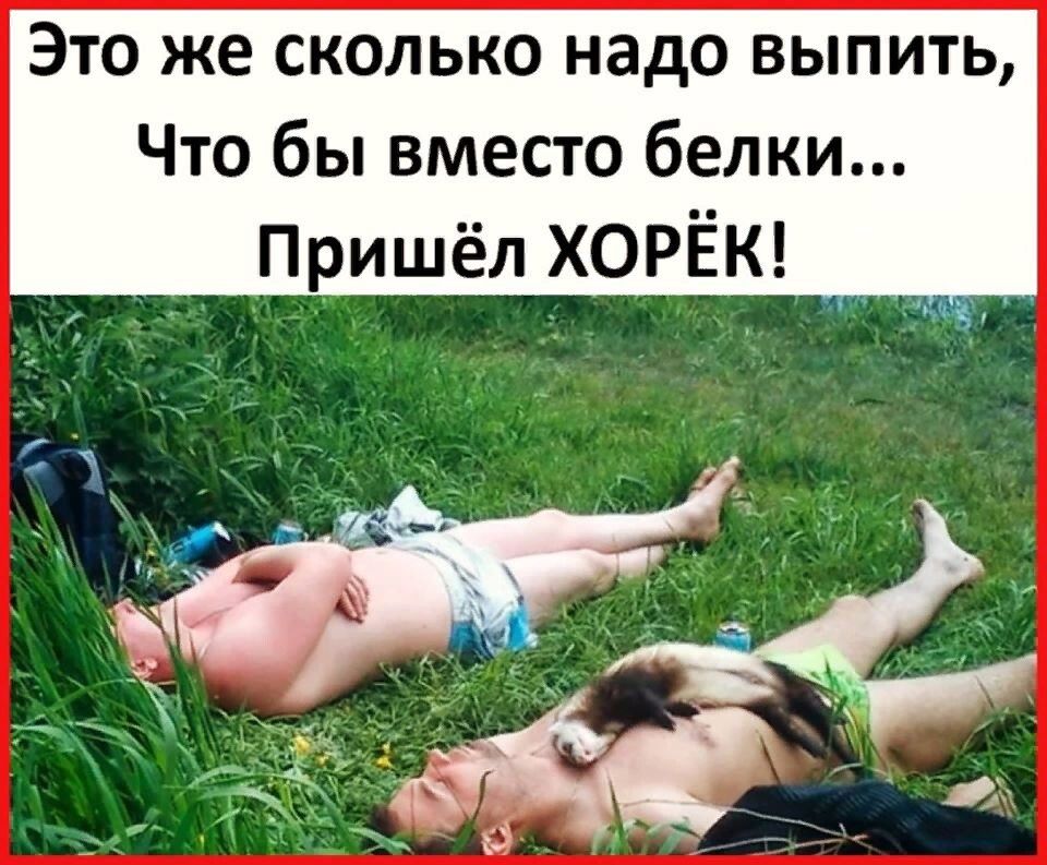 Это же сколько надо выпить Что бы вместо белки Пришёл ХОРЁК _