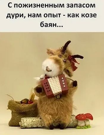 С пожизненным запасом дури нам опыт как козе баян