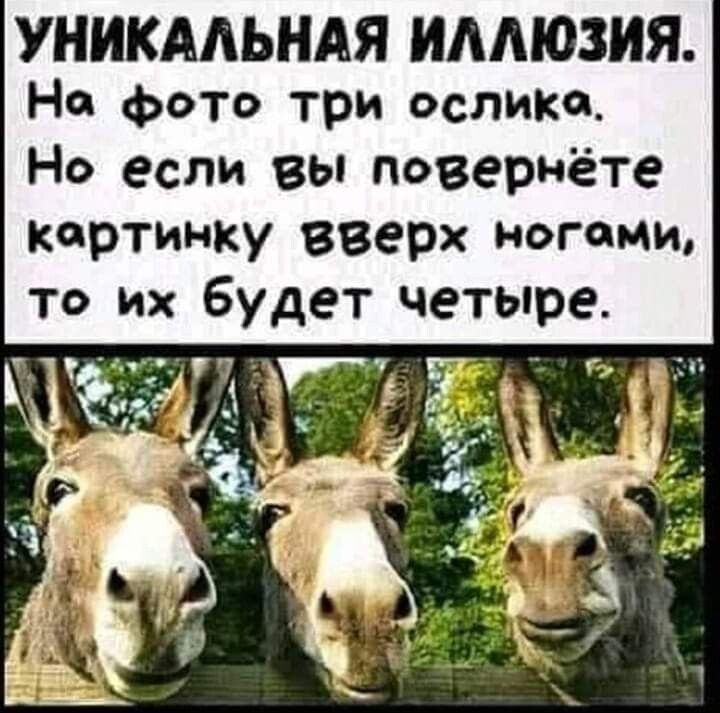 УНИКАЛЬНАЯ ИАМОЗИЯ На фото три ослика Но если вы повернёте картинку вверх ногами то их будет четыре
