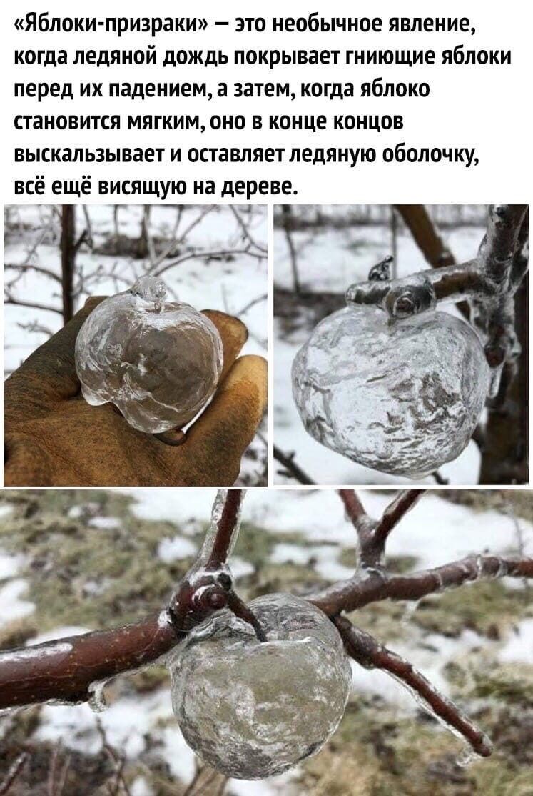 Яблоки призраки это необычное явление когда ледяной дождь покрывает гниющие яблоки перед их падением а затем когда яблоко становится мягким оно в конце концов выскальзывает и оставляет ледяную оболочку все ещё висящую на дереве